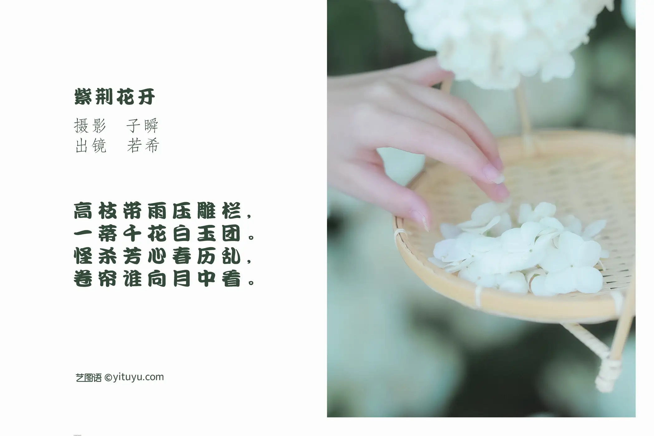 [YITUYU] 2022.05.20 Vol.0940 – Bauhinia blooms ruoxicy#[23P]-2